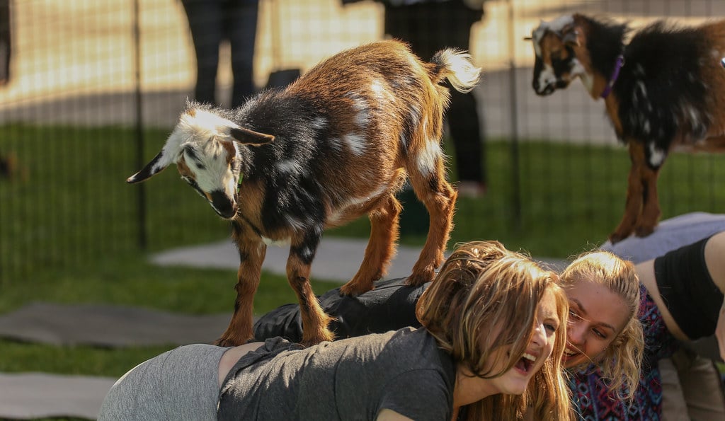 Goat yoga has been a popular trend the past few years